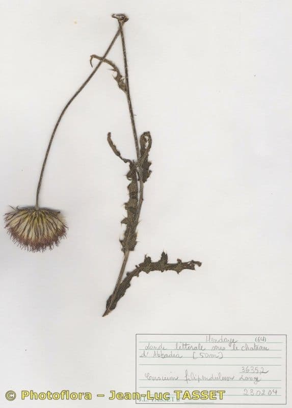 Cirsium filipendulum 8