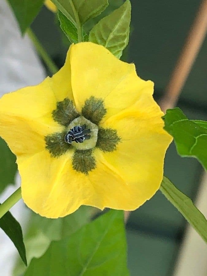 Tomatillo 8