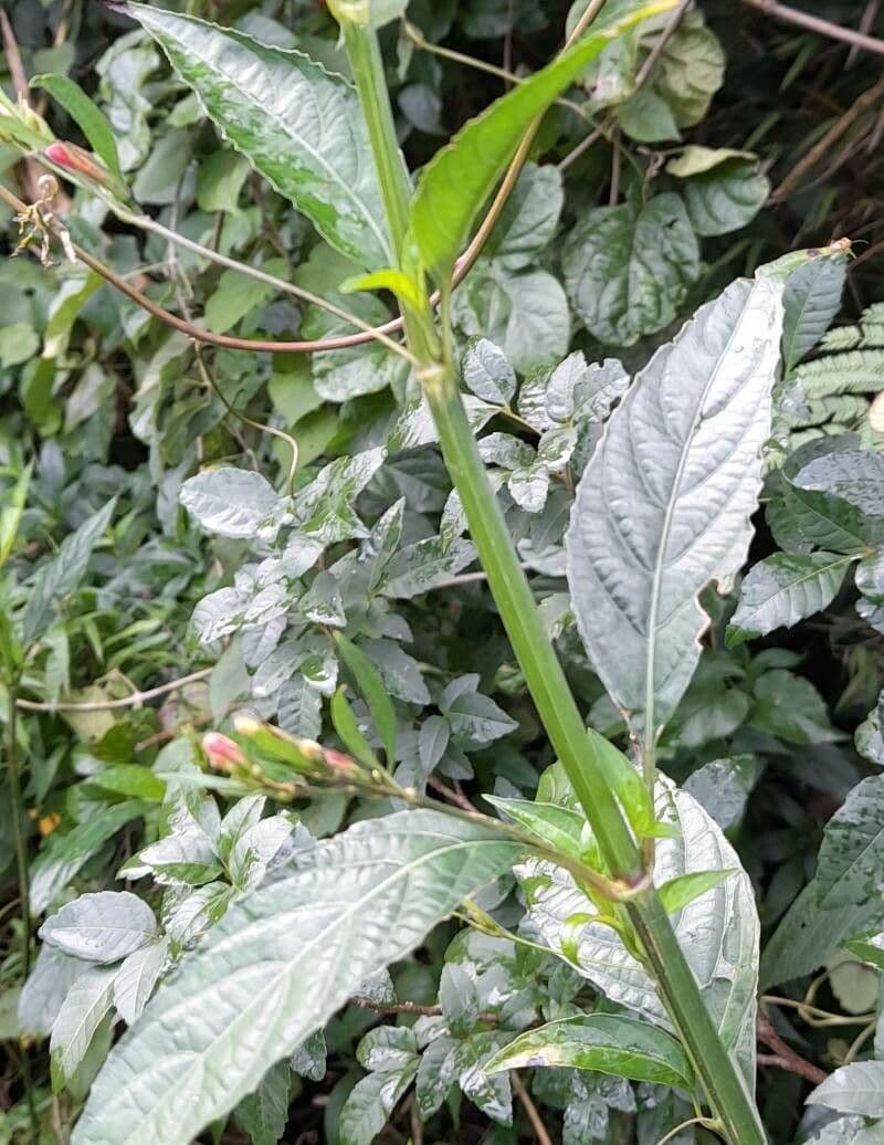 Ruellia angustiflora 9