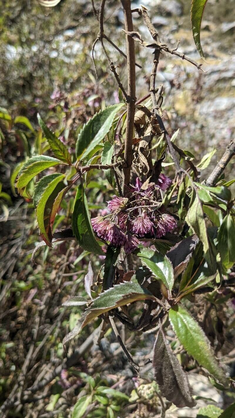 Chromolaena 7