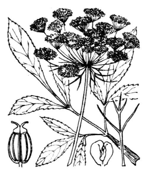 Ammia maggiore 26