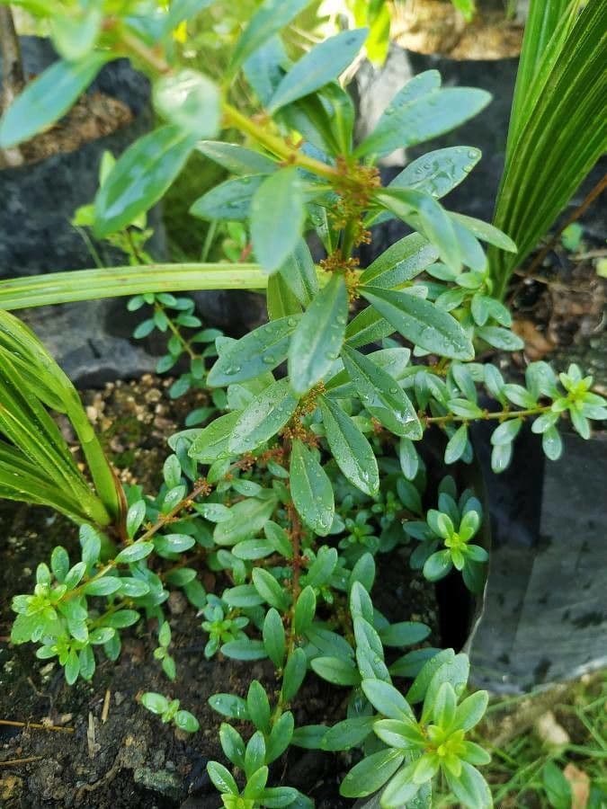 Zaleya pentandra 5