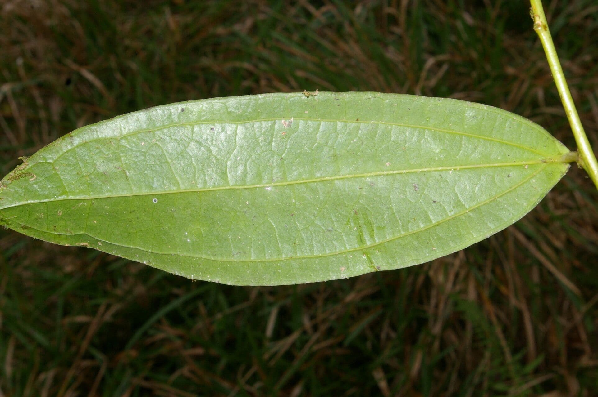 Psammisia ramiflora 8