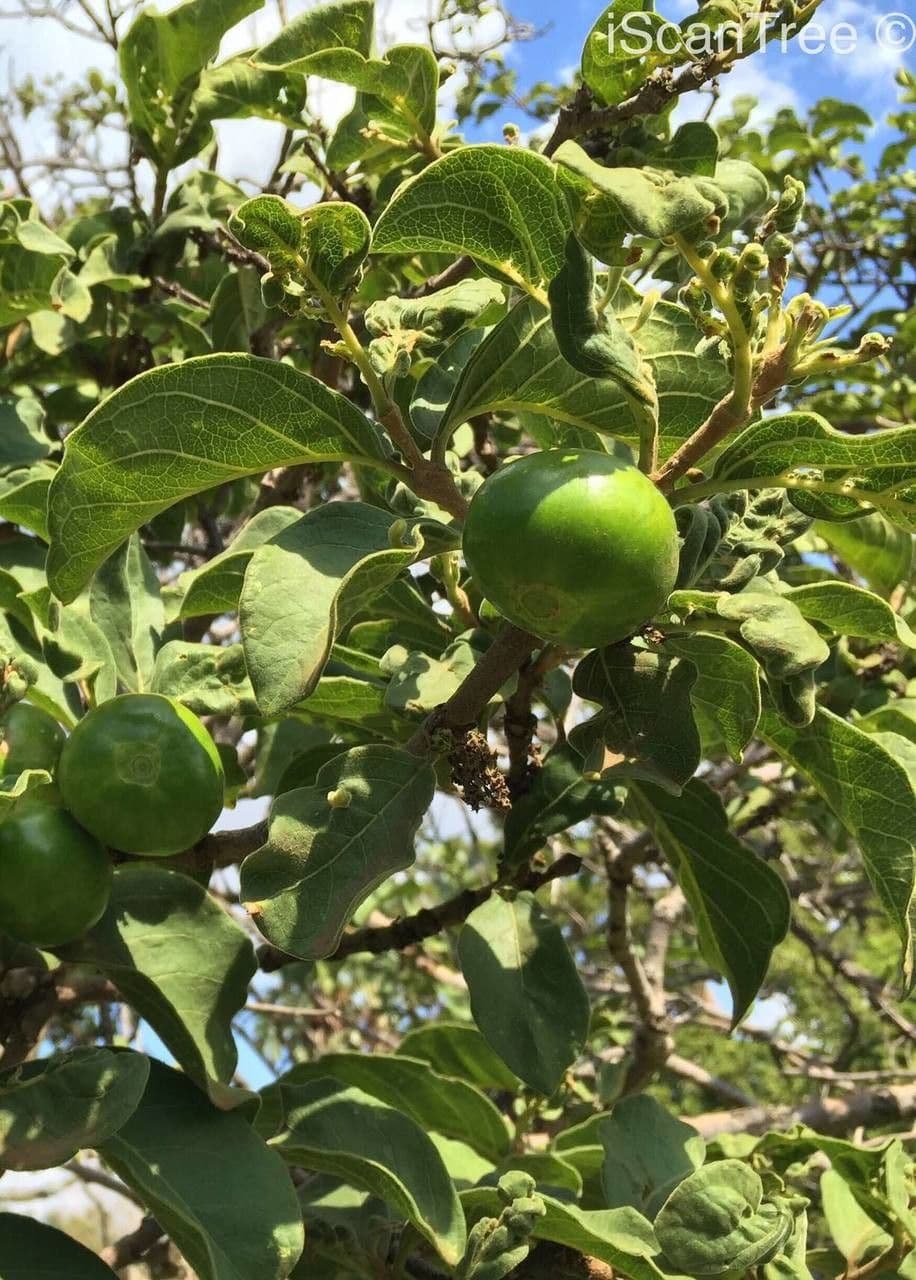 Vangueria 4