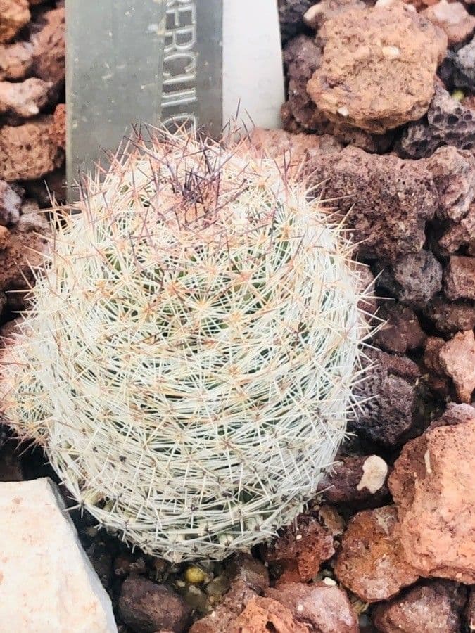 Escobaria