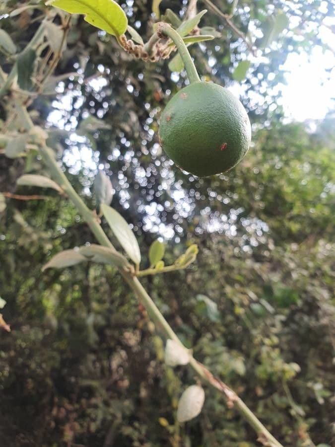 Cappero africano 4