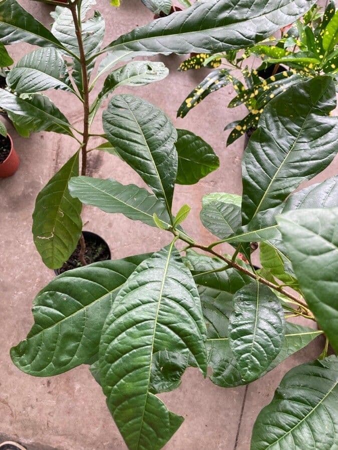 Lophanthera 10
