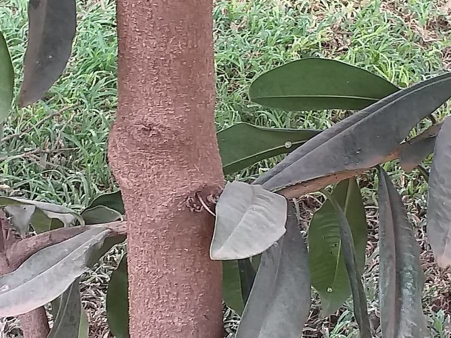 Warburgia 7