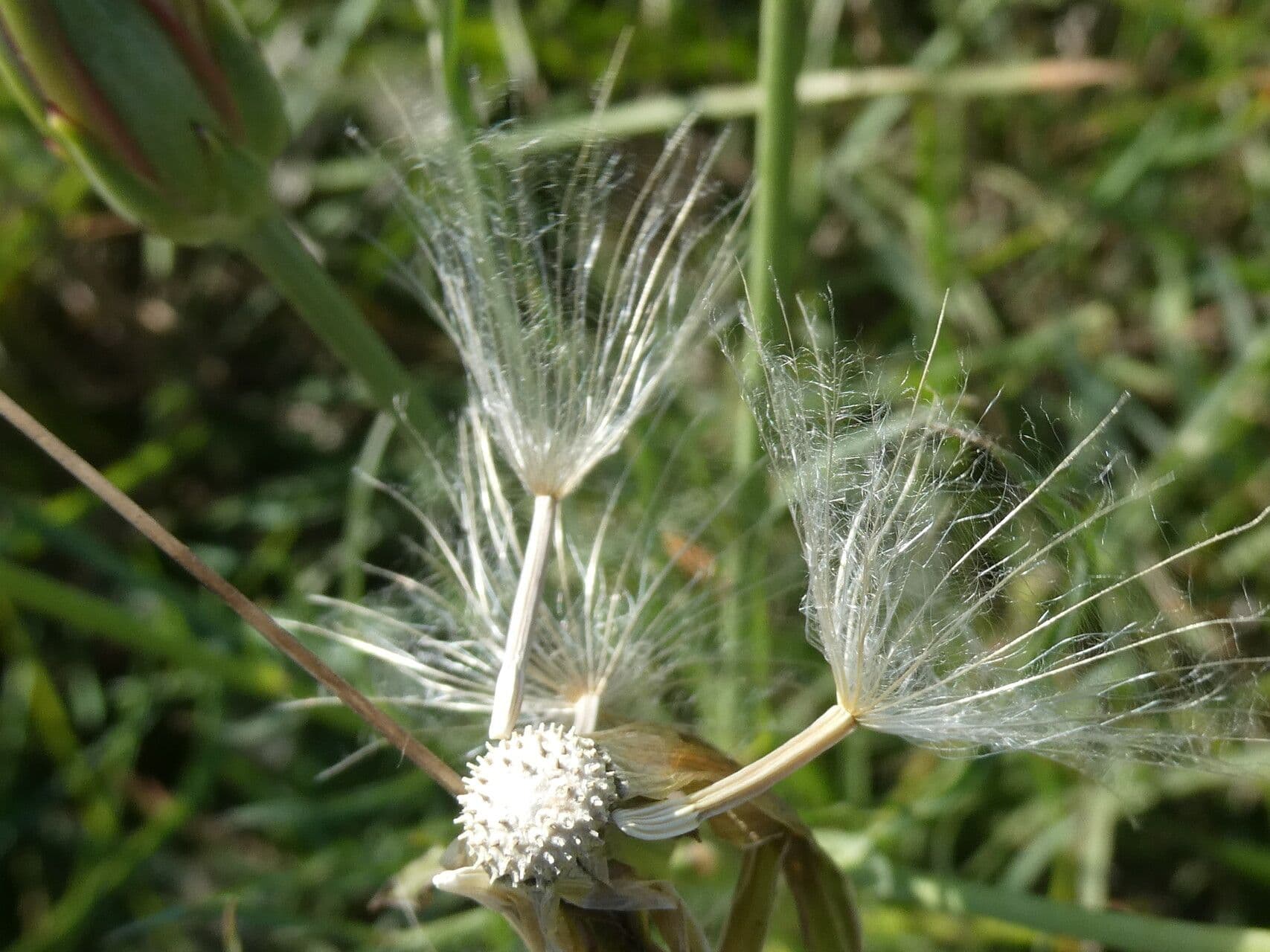 Säbel-Kratzdistel 3