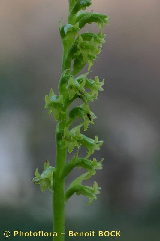 Gennaria diphylla 3