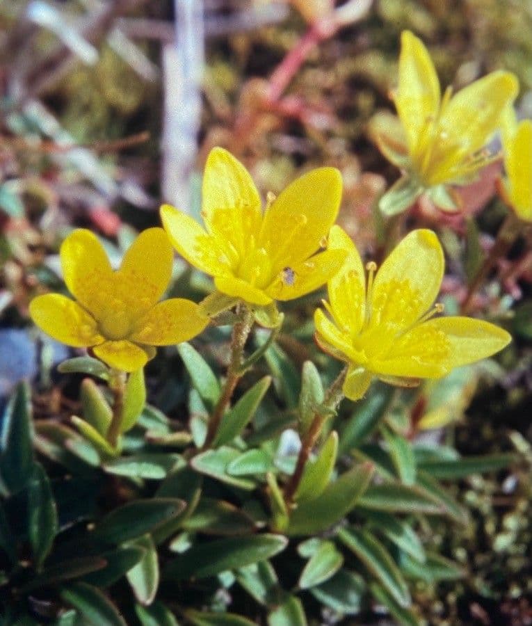 Sassifraga hirculus 8