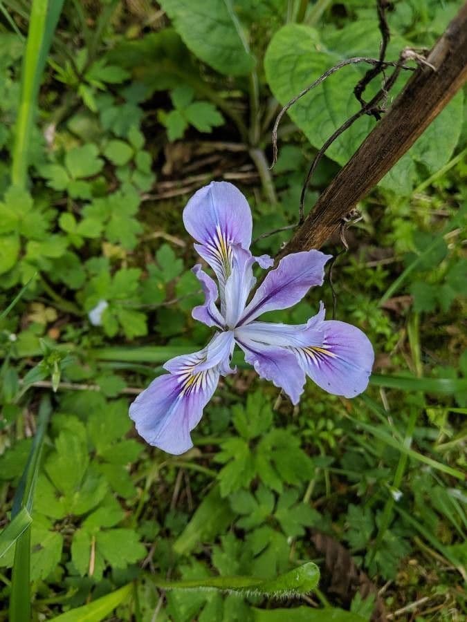 Iris tenace 4