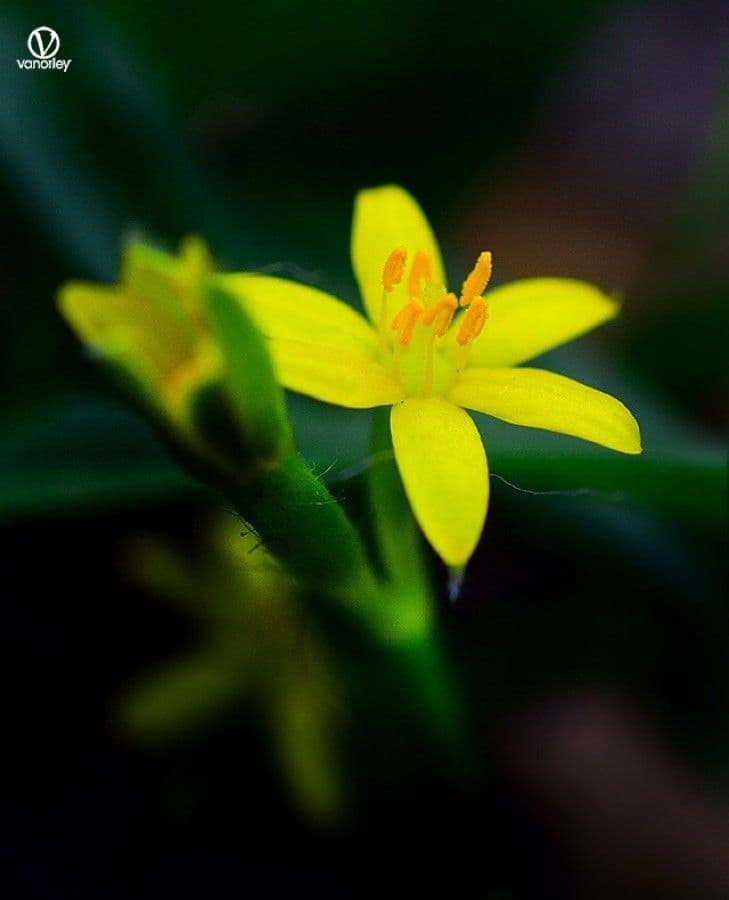 Hypoxis 4