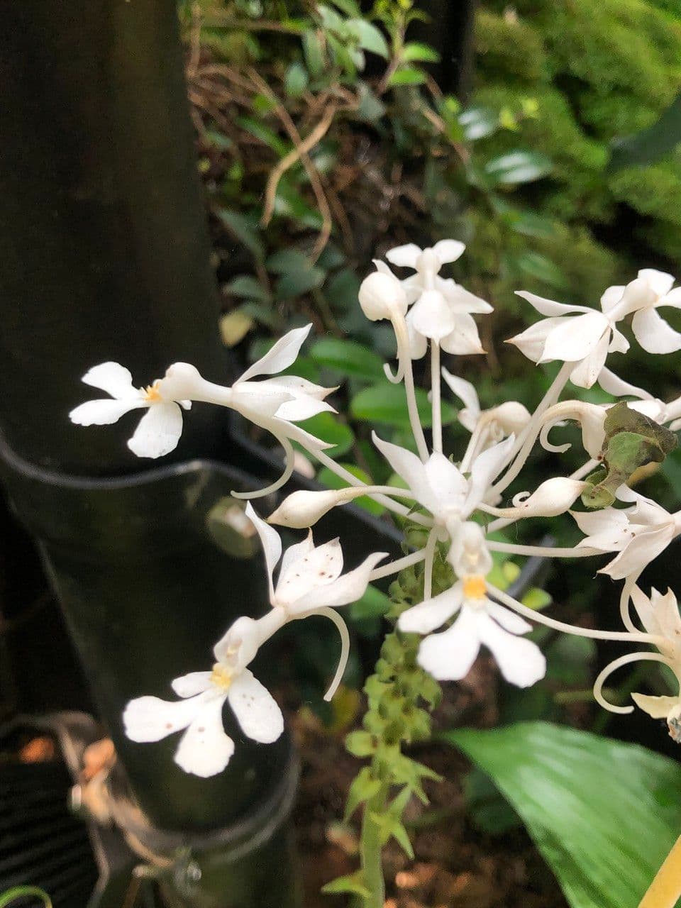 Calanthe 12