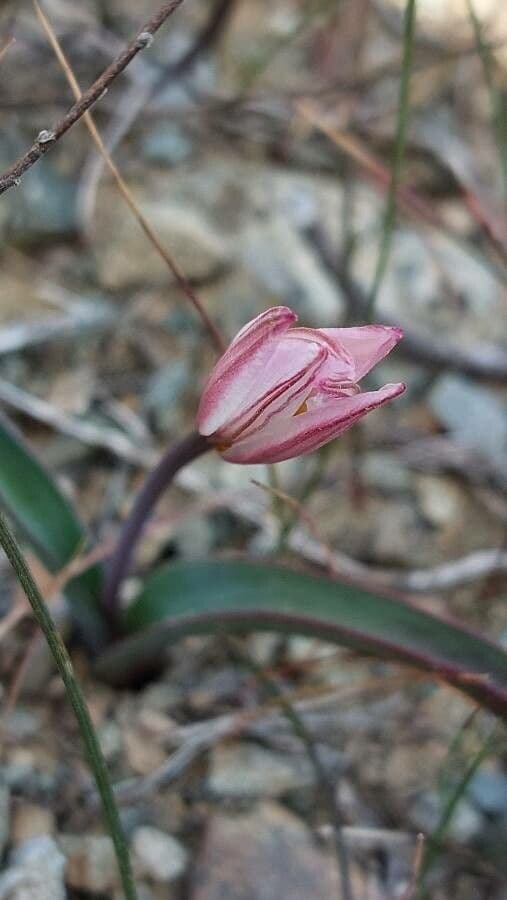 Tulipano 3