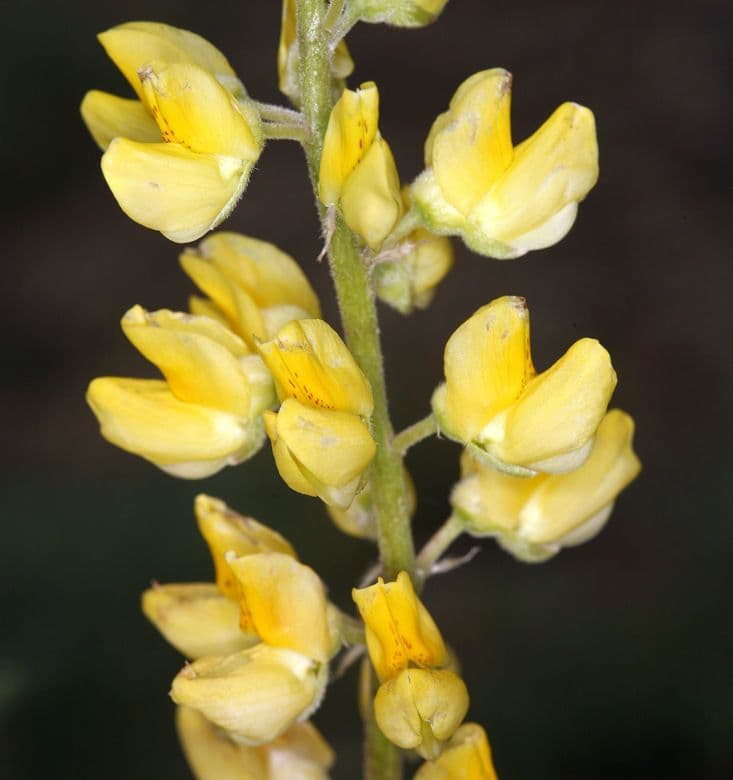 Lupino 5