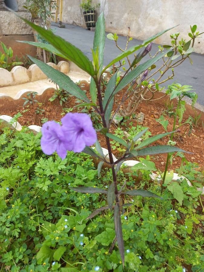 Ruellia simplex 17