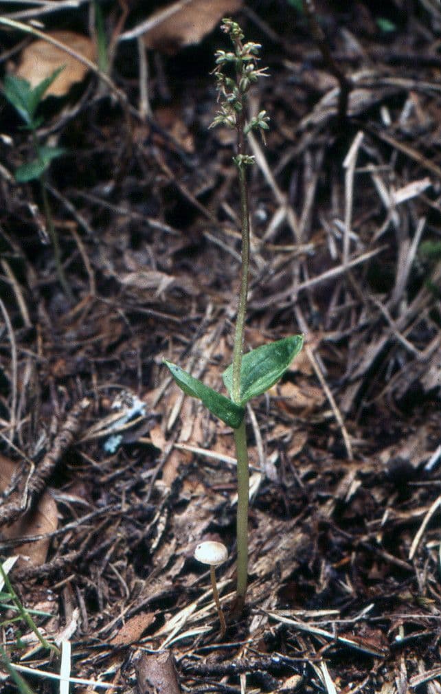 Lesser twayblade 4