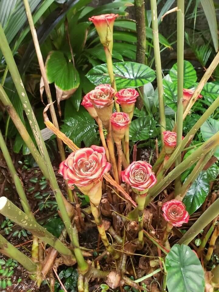 Etlingera 6