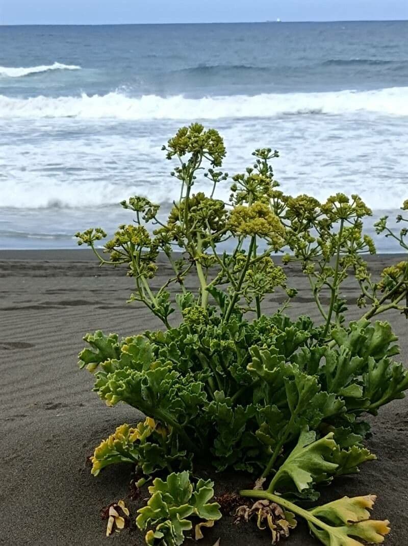 Astydamia 18