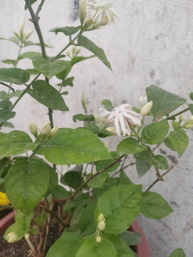 Großblütiger Jasmin 19