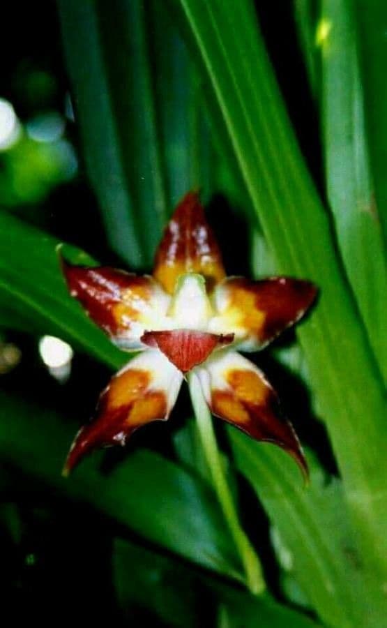 Huntleya