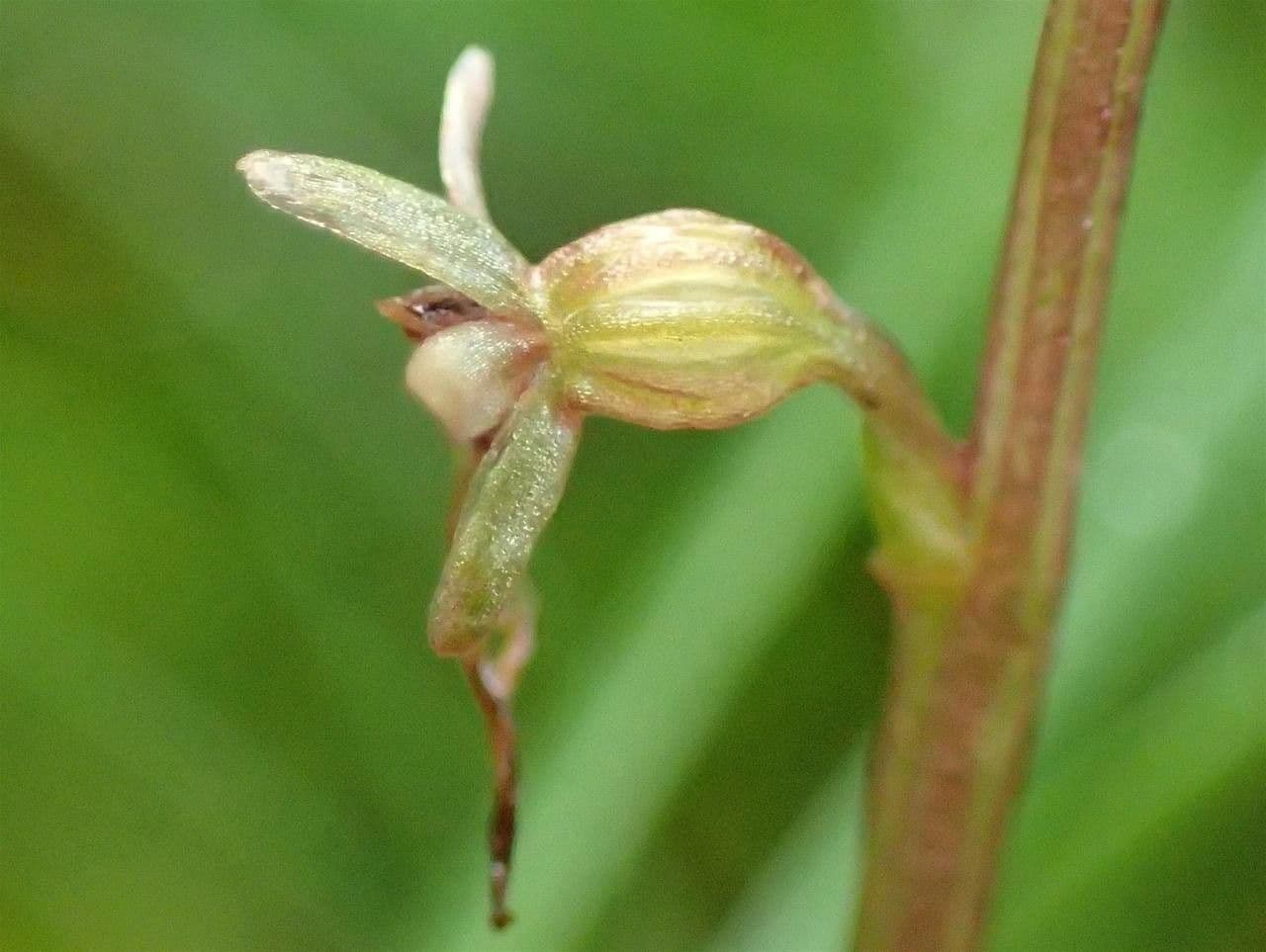 Lesser twayblade 2