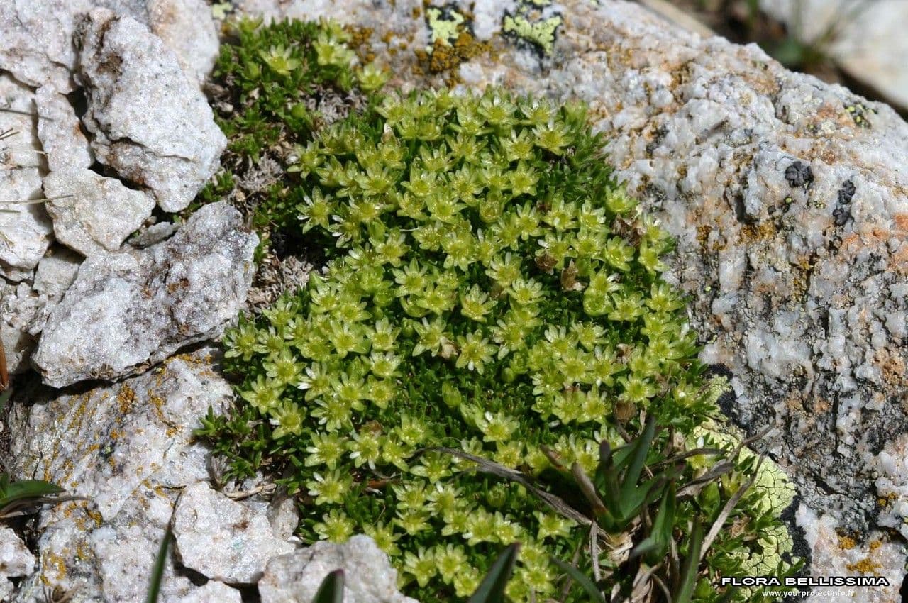 Karmnik skalny 10
