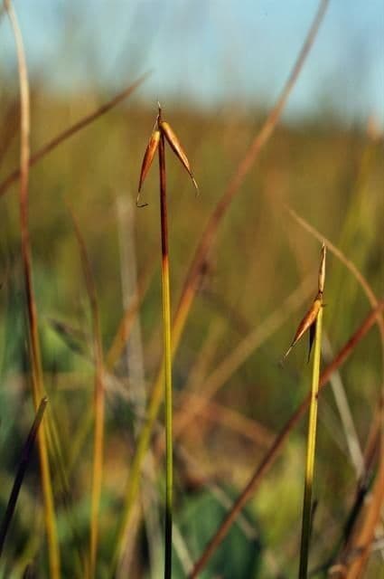 Carice pauciflora 13