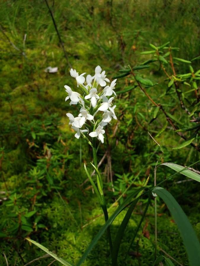 Platanthère 4