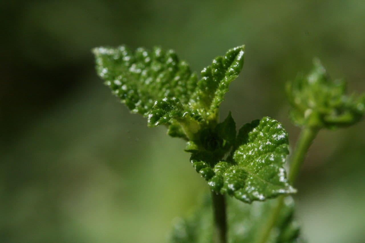 Lantana