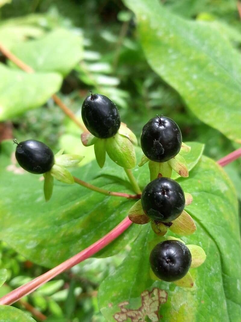 Millepertuis