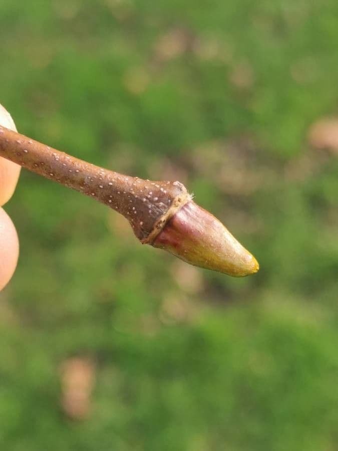 Platano occidentale 29