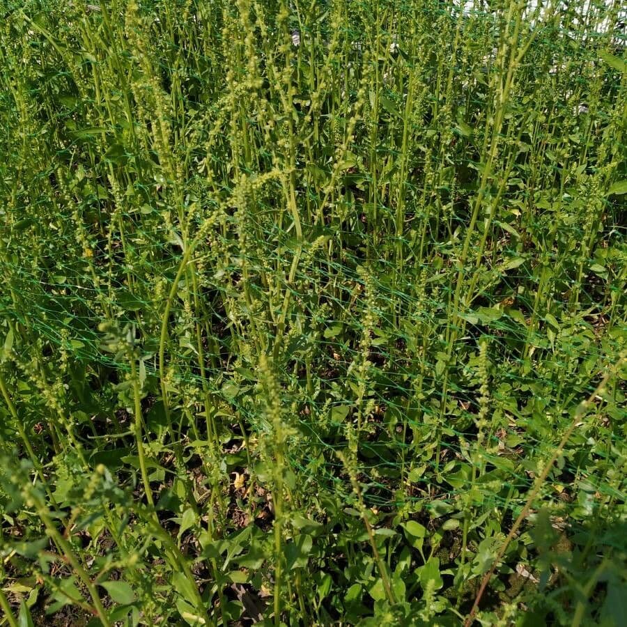 Spinaci 15