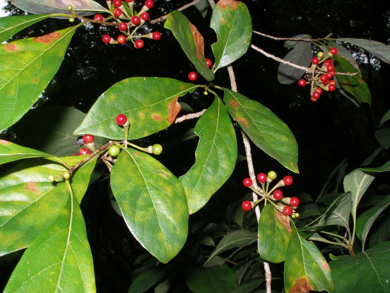 Lindera erythrocarpa 11