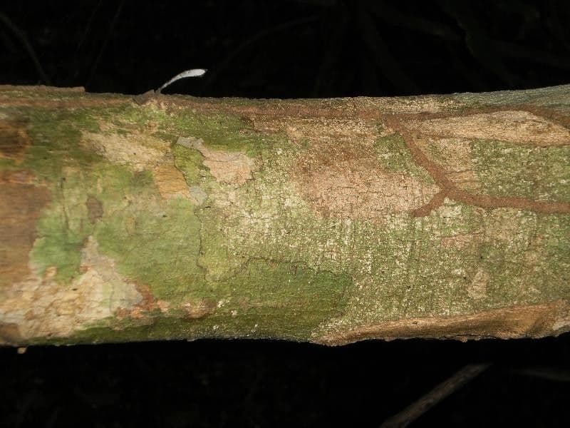 Discophora 10