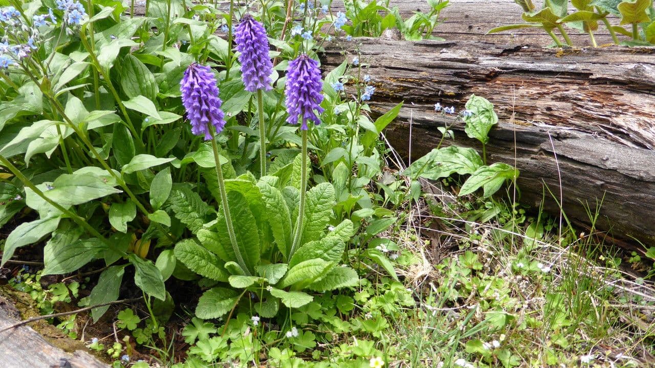 Primula 6