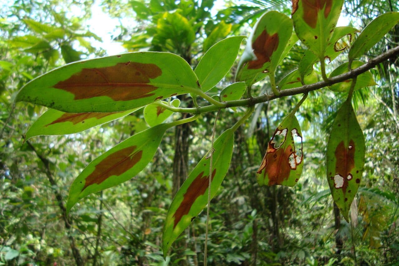 Nematanthus