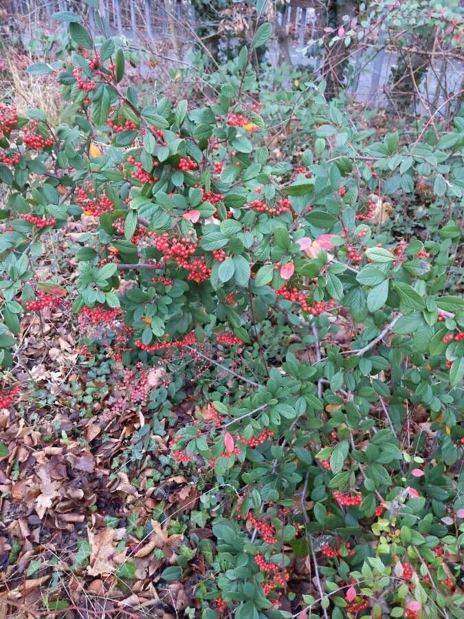 Cotoneaster 13