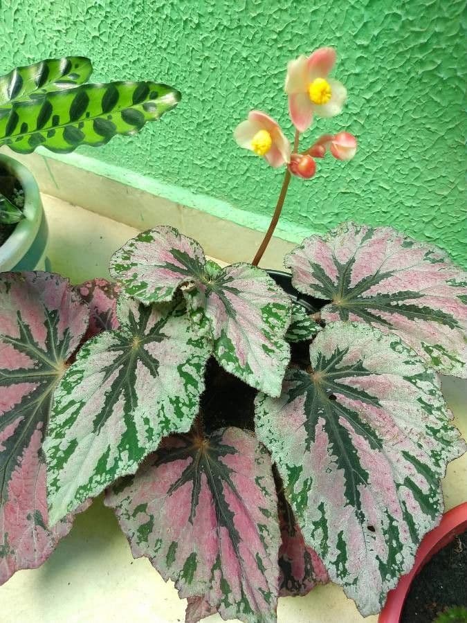 Begonia brevirimosa 12