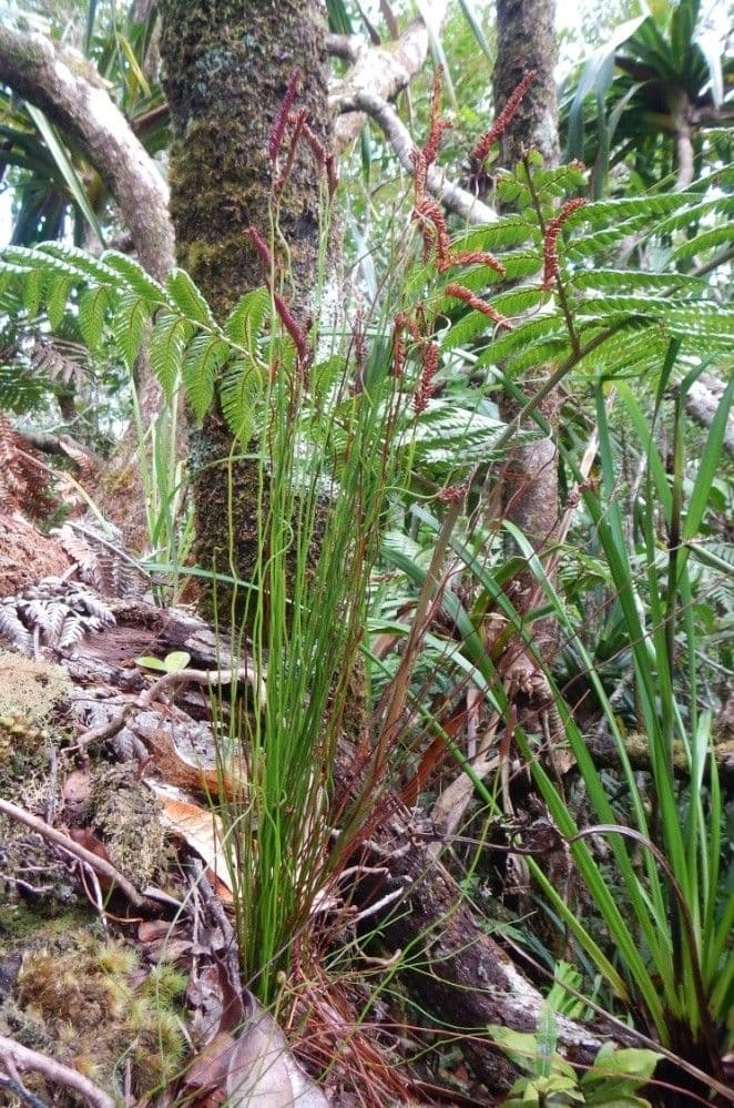 Schizaea 5
