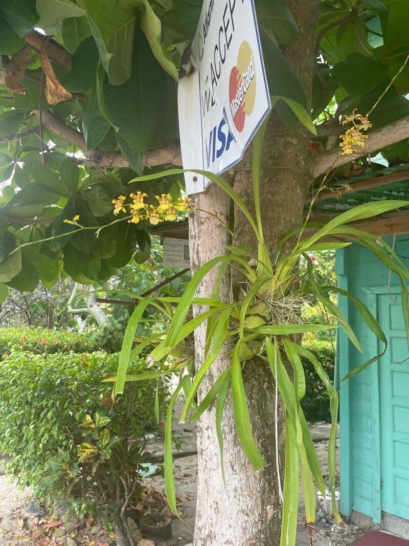 Oncidium 6