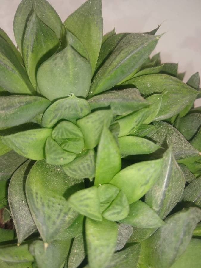 Haworthia 25