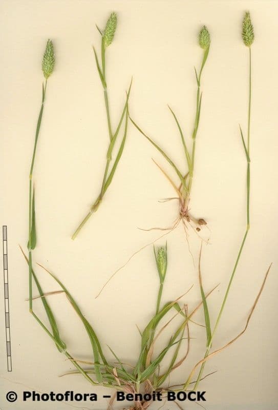 Scagliola 27