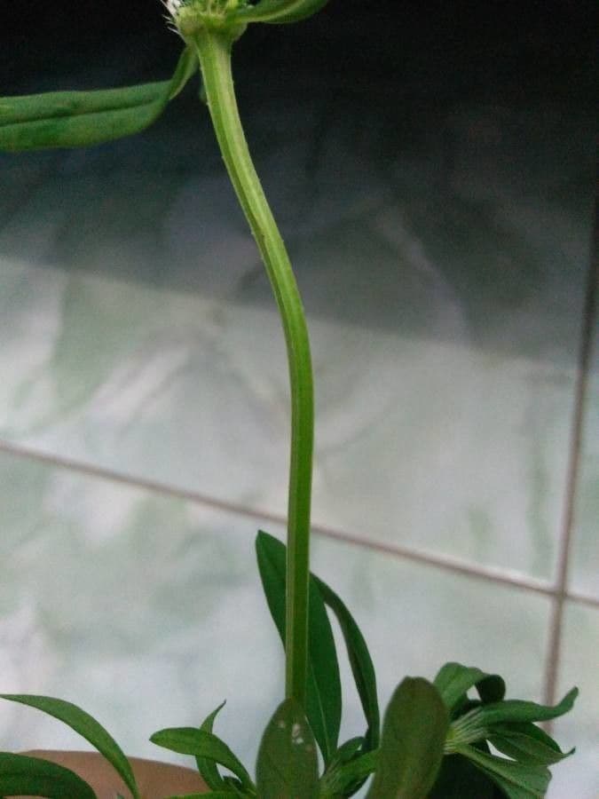 Mitracarpus hirtus 18