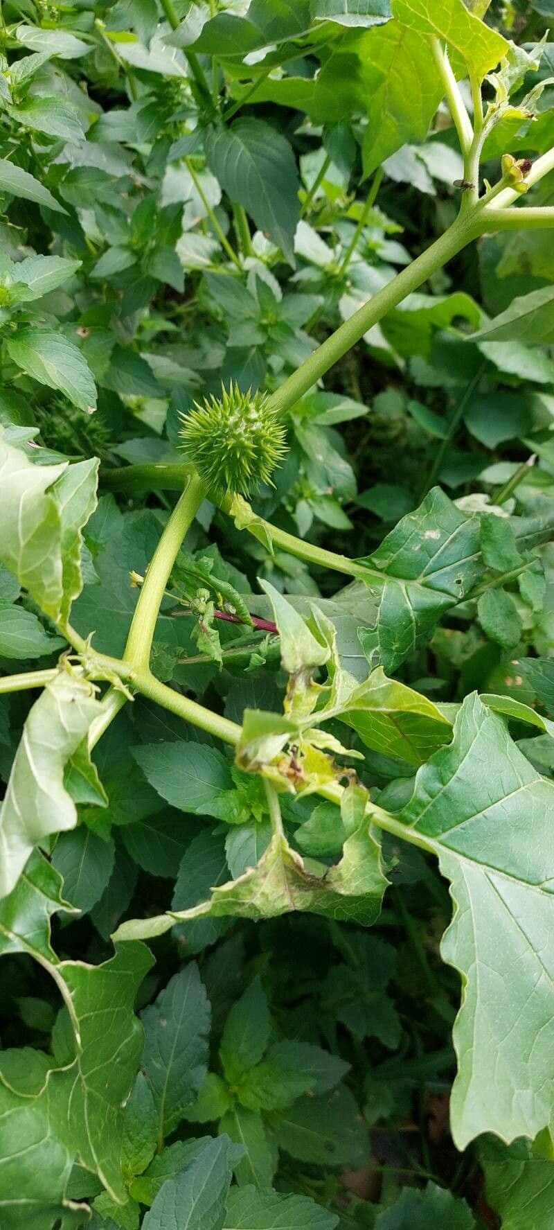 Datura 18