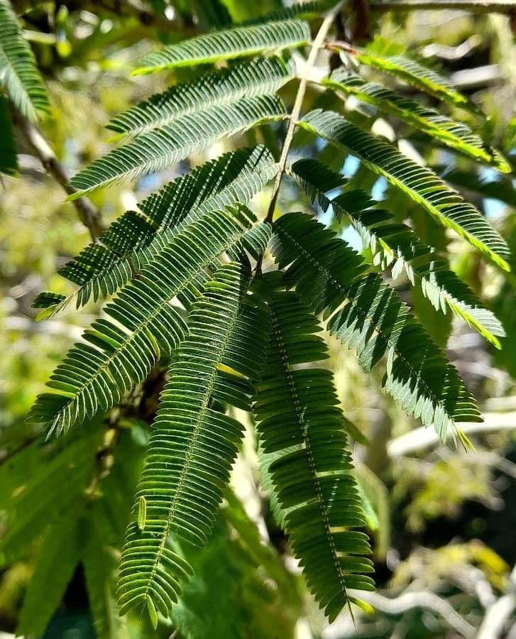 Calliandra 4