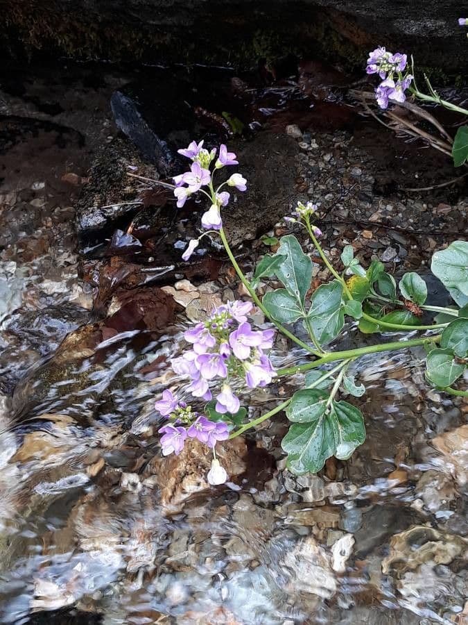 Cardamine raphanifolia 7