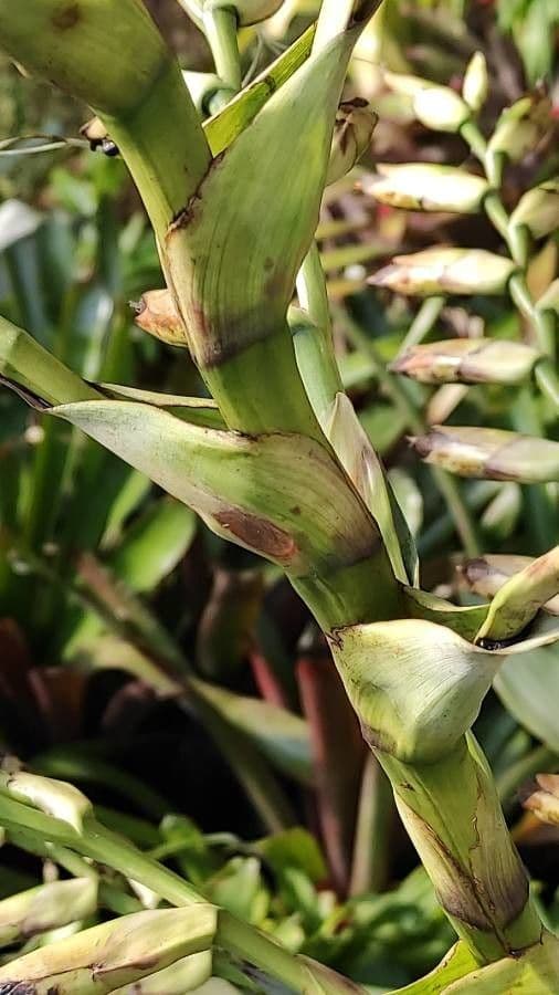 Vriesea 17