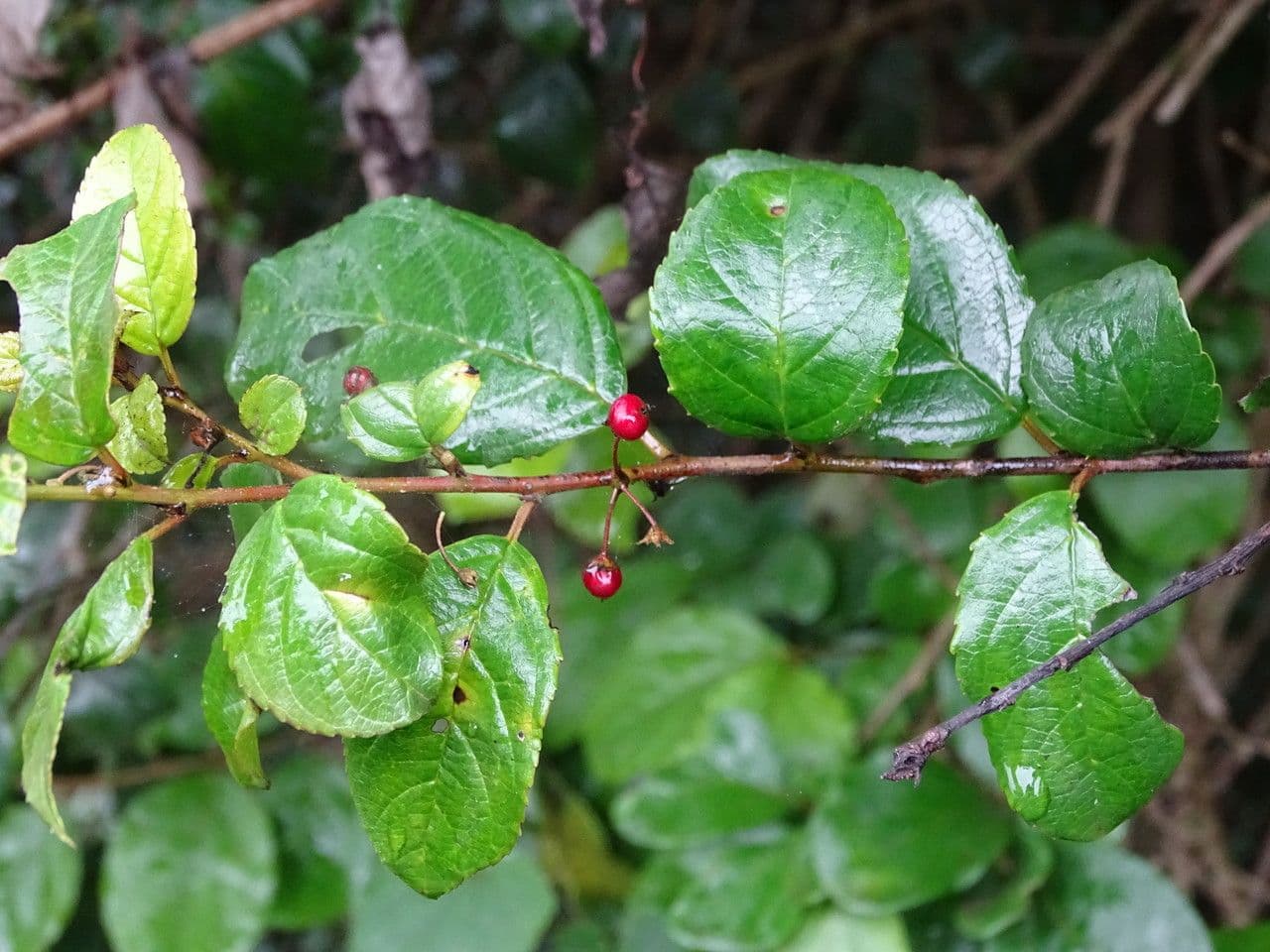 Rhamnus prinoides 3